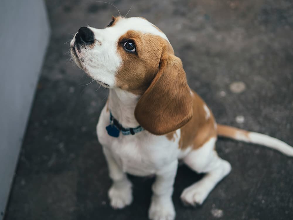 Puppy looking up