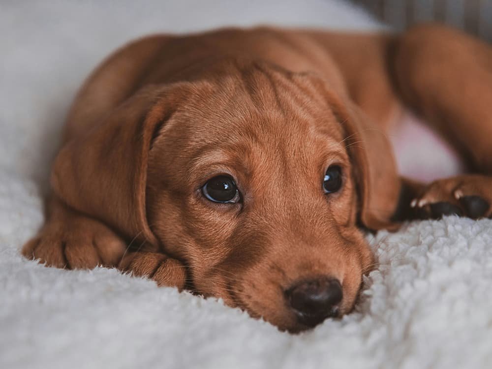 A puppy laying down